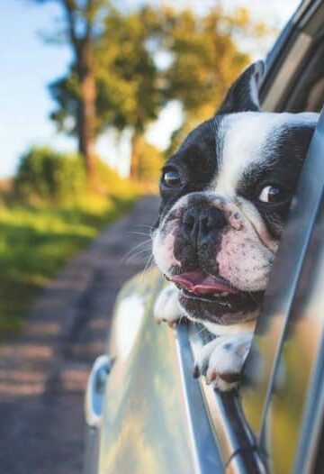 Petmobile - the Best Cars to Buy for Animal Lovers