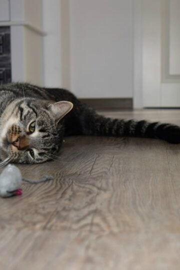 Toys For Cats - A Short Buying Guide