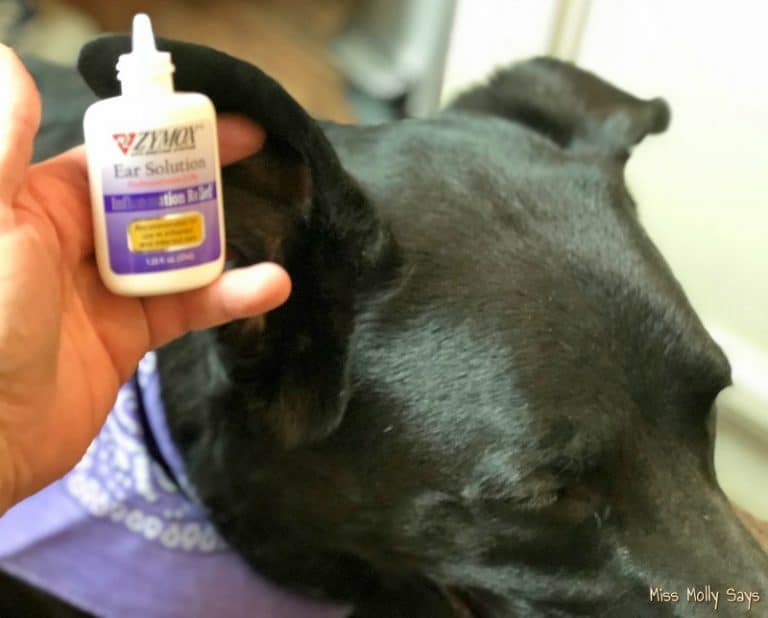 Provide Soothing Allergy Relief for Your Dog with the Help of Zymox