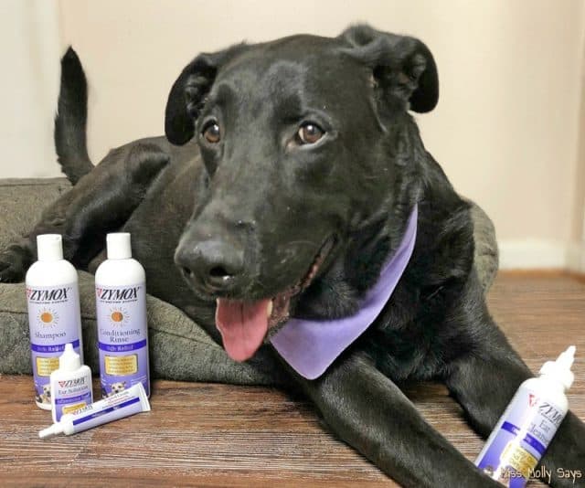 Provide Soothing Allergy Relief for Your Dog with the Help of Zymox