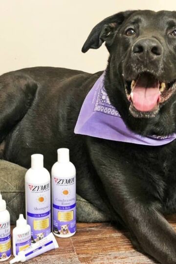 How to Provide Soothing Allergy Relief for Your Dog with Zymox