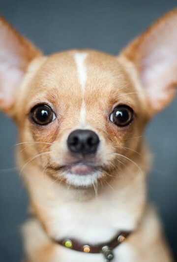 5 Essential Features of a Great Flea Collar for Pets (Buyer’s Guide)