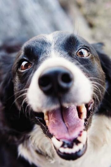 Canine Dentistry - How Your Pup Can Avoid Oral Infections