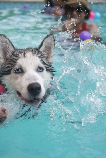 Canine Pool Safety 101 Top Considerations for Dog Owners This Summer