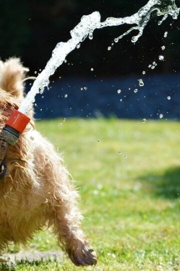 4 Must-Have Items to Keep Your Dog Healthy and Happy This Summer