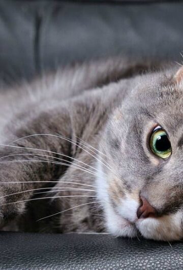 Kitty Sniffles - How to Know It’s Time for a Vet