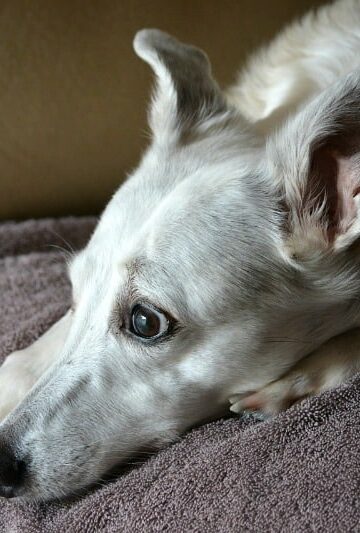 whippet