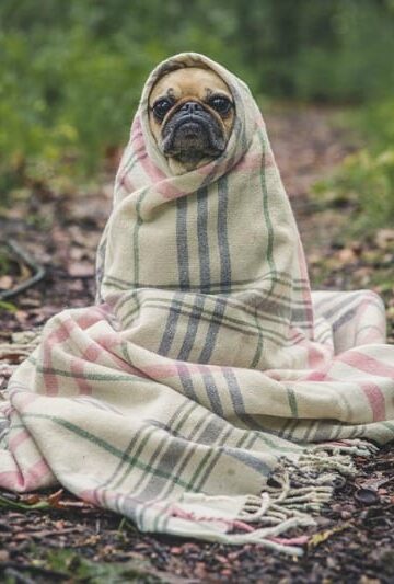 5 Tips to Making Sure Your Pet is Taken Care of Before You Head out of Town