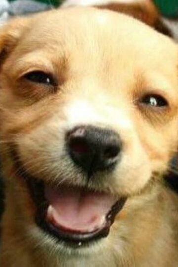 Puppy Smiles How to Make Sure Your Dog is Getting Proper Dental Care