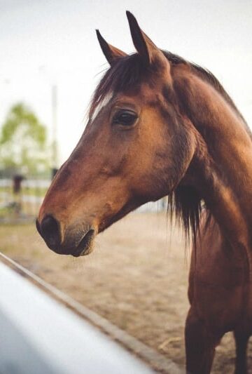 Ready to Ride What All First-Time Horse Owners Should Know About Equine Care