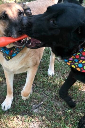 West Paw's Zwig Zogoflex Echo Dog Toy is the Perfect Alternative to Dangerous Sticks