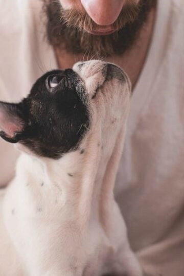 5 Ways for Dog Owners to Control Pet Allergies
