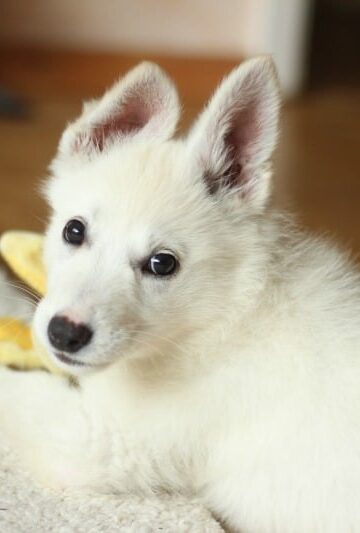 Allergies in Dogs