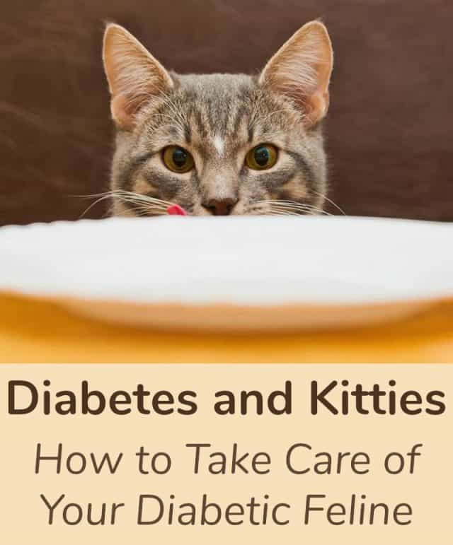 Diabetes and Kitties How to Take Care of Your Diabetic Feline Miss Molly Says
