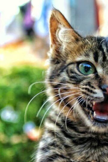 Pets Aren't People, Right Top Reasons Cats & Dogs Need Dental Care Too