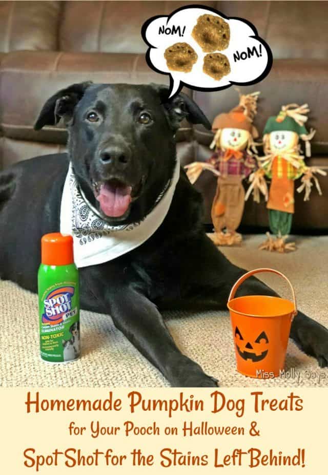 Homemade Pumpkin Dog Treats for Your Pooch on Halloween and Spot Shot