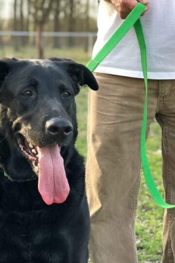 West Paw Strolls Leash