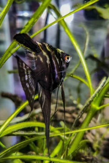 black-angelfish