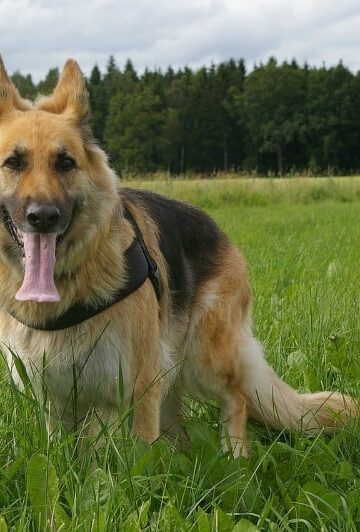 German Shepherd
