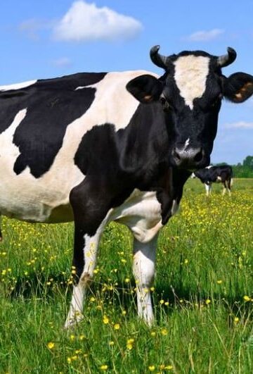 Getting into Livestock 5 Ways to Make Sure Your Animals are Well Taken Care of