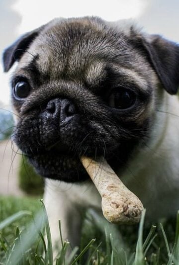 Happy and Healthy Pets: Tips for Making Home-Cooked Dog Food