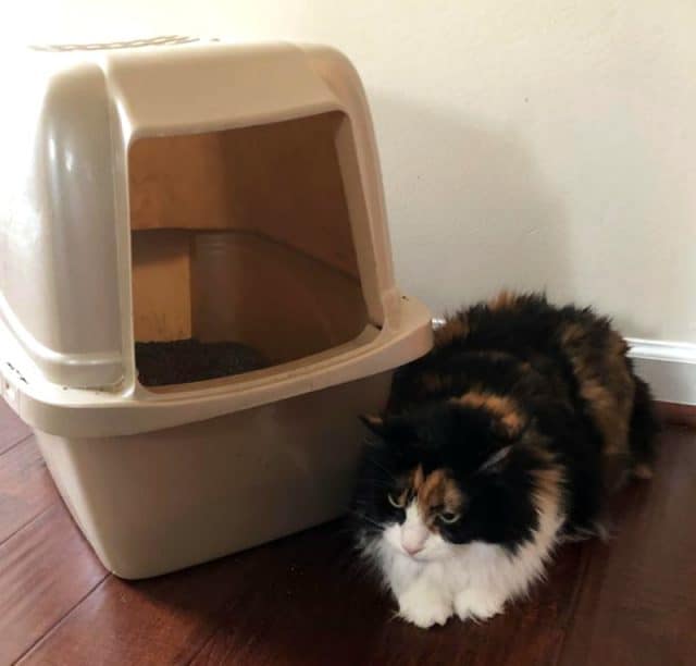 OdorKlenz Keeps Your Home AND Pets Odor Free