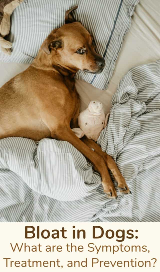 Bloat in Dogs What are the Symptoms, Treatment, and Prevention? Miss