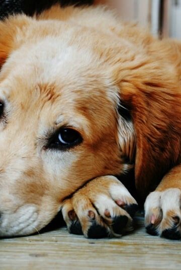 Dog Diarrhea Causes and When is it an Emergency
