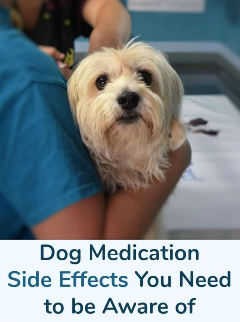 Dog Medication Side Effects You Need to be Aware of Miss Molly Says