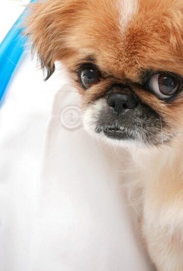 Dog Pneumonia Symptoms Causes and Treatment