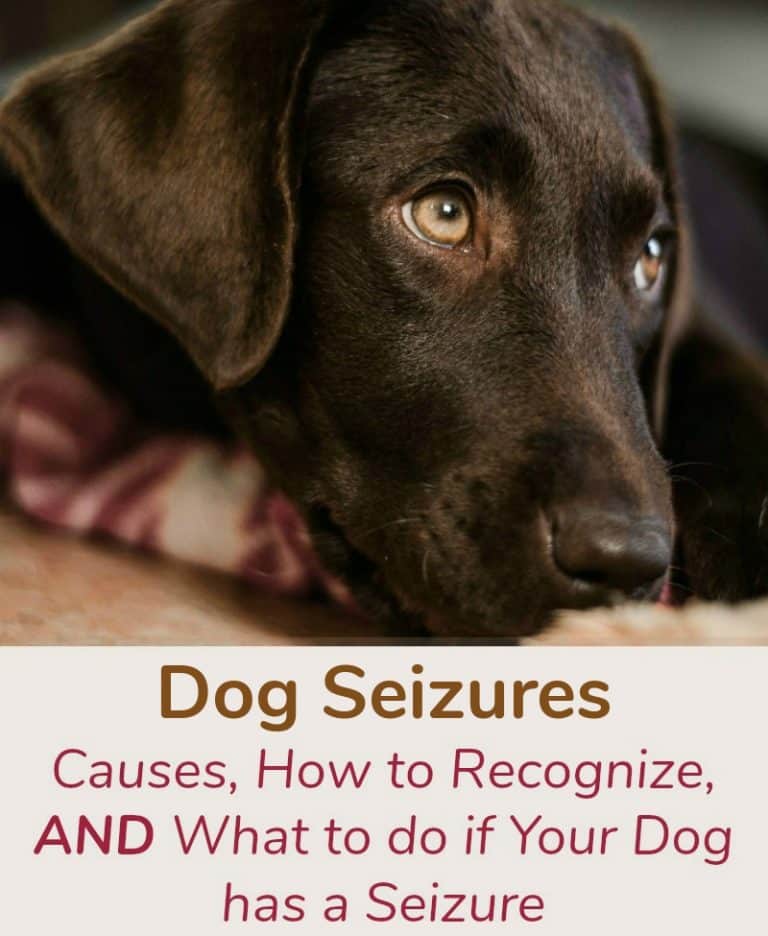 Dog Seizures Causes, How to Recognize, and What to do if Your Dog has a Seizure Miss Molly Says