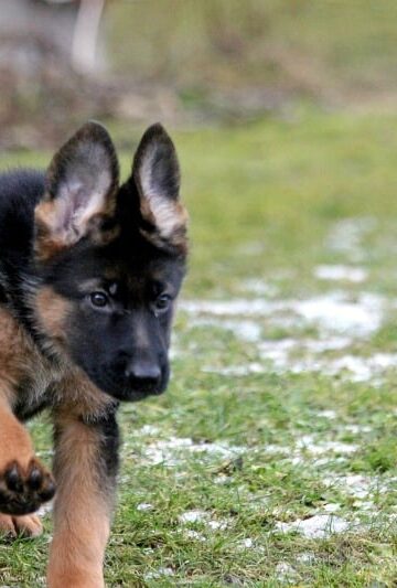 Diagnosing and Treating Ear Infections in Dogs