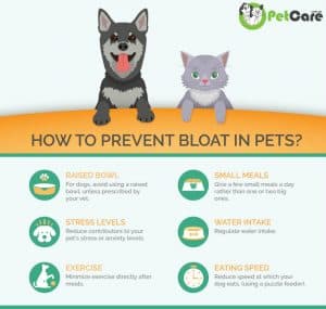 Bloat in Dogs: What are the Symptoms, Treatment, and Prevention