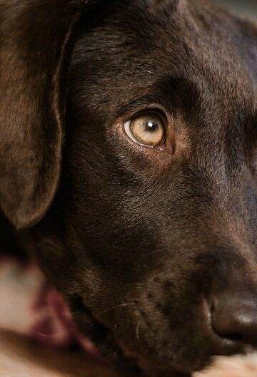 Dogs Seizures: Causes, How to Recognize, and What to do if Your Dog has a Seizure