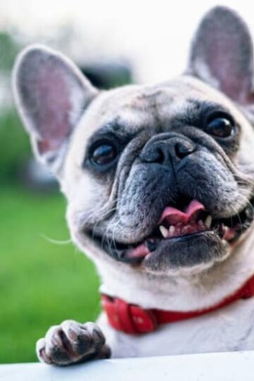 Valuable Vets Finding the Right Pet Care for Your Furry Friend