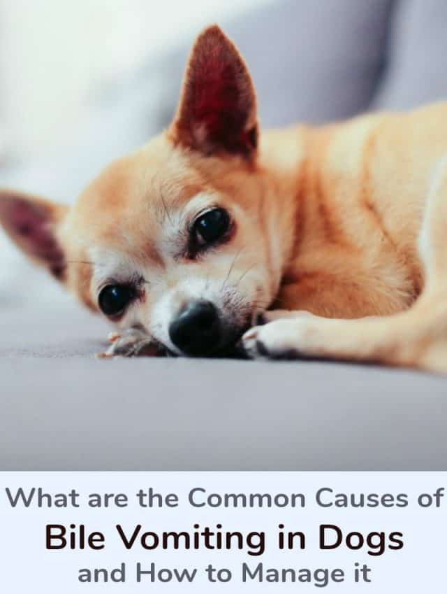 What is the Cause of Bile Vomiting in Dogs and How to Manage it