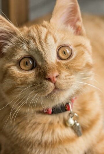 Easy and Effective Ear Mite Treatment for Cats