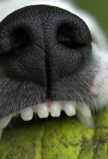 How to Deal with Dog Tooth Damage