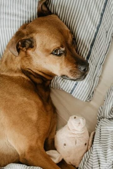 Bloat in Dogs: What are the Symptoms, Treatment, and Prevention?