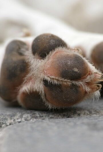 How to Protect Your Dog's Paws in Winter