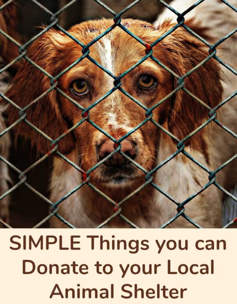 Simple Things you can Donate to your Local Animal Shelter Miss Molly Says