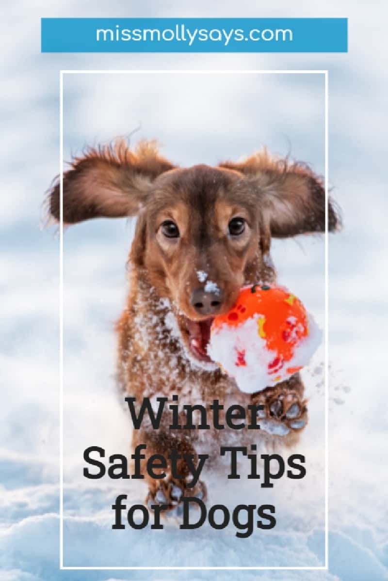 Picture of Winter Safety Tips for Dogs - Miss Molly Says