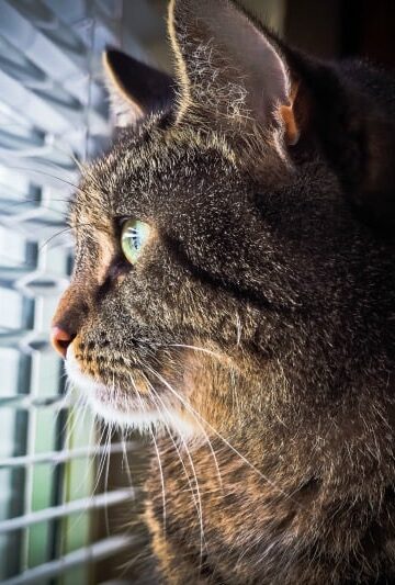 cat looking out window