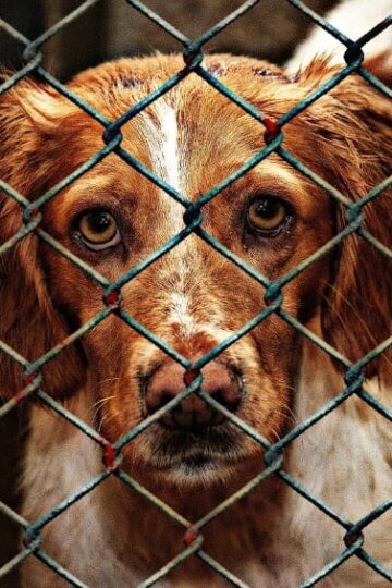 dog in cage