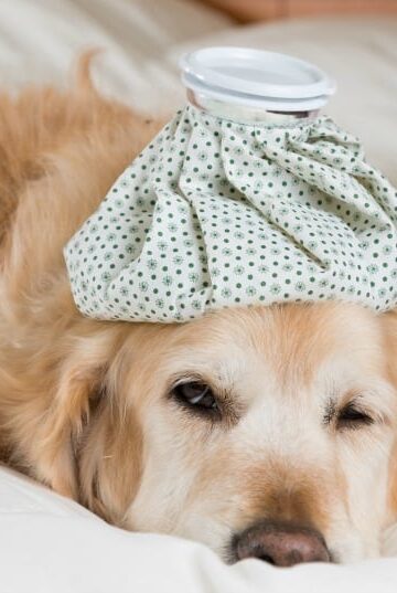 Sick dog with an ice pack on his head