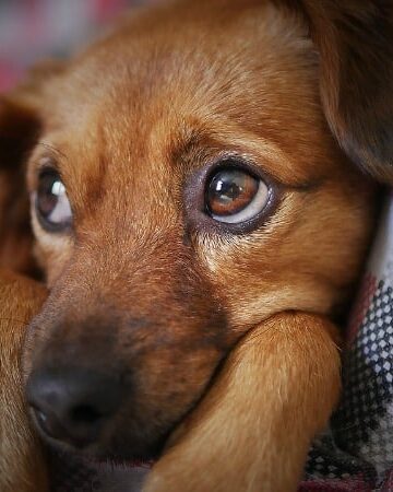 sad dog