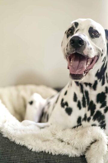 How to Help a New Pet Adjust to Your Home