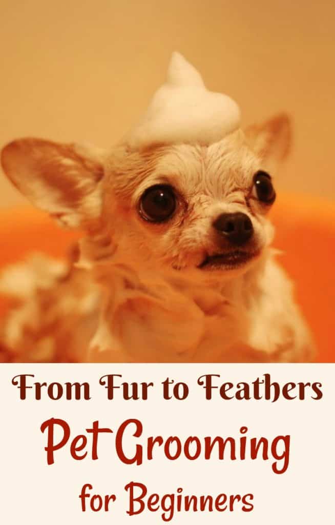 From Fur to Feathers — Pet Grooming for Beginners Miss Molly Says