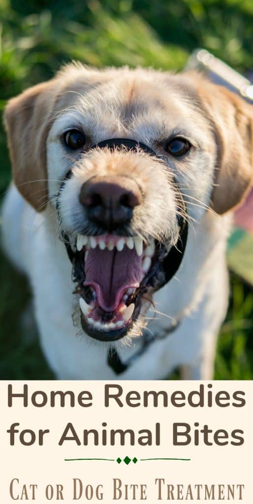 Home Remedies for Animal Bites Cat or Dog Bite Treatment