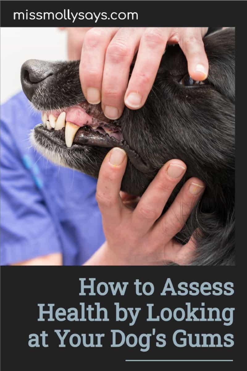 How to Assess Health by Looking at Your Dog's Gums